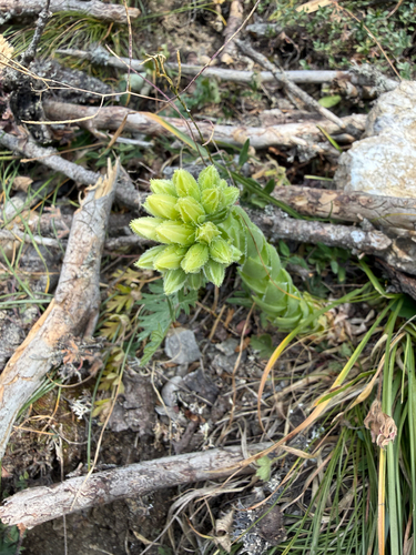 Rolling Hen-and-chicks