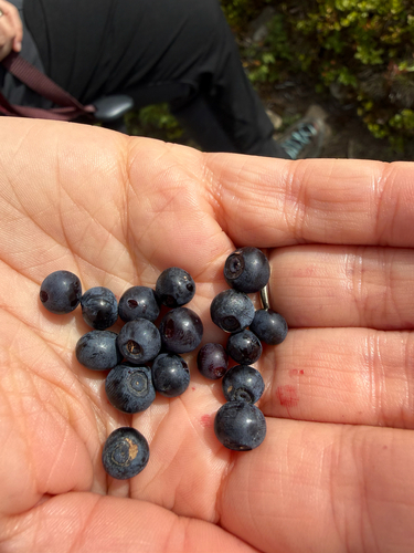 common bilberry