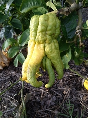 Citrus medica sarcodactylis
