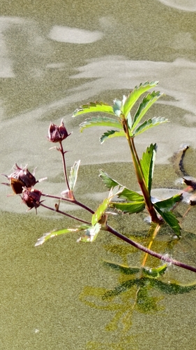 marsh cinquefoil