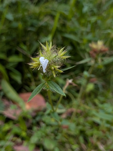 Pterolepis glomerata