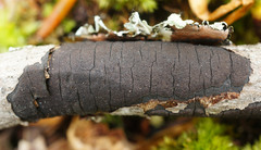 Graphostroma platystomum