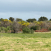 Acacia cyanophylla
