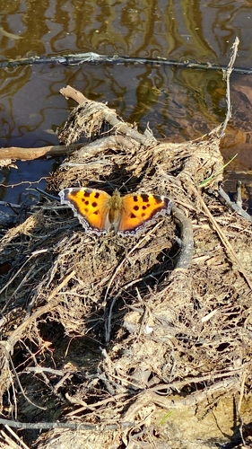 Scarce Tortoiseshell
