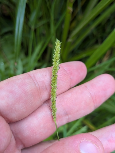Sacciolepis indica, photograph 3