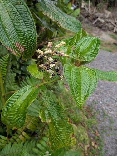Miconia racemosa, photograph 6