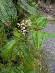 Miconia racemosa, photograph (c) Guillaume Delaitre, some rights reserved (CC BY)