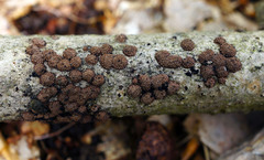 Hypoxylon perforatum