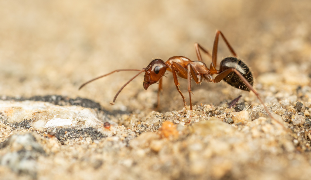 pallidefulva-group Field Ants