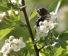 Protaetia cuprea