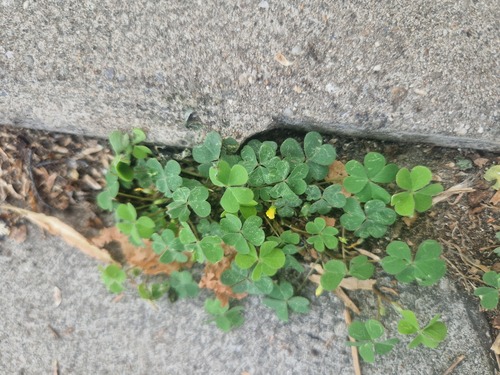 Creeping Woodsorrel