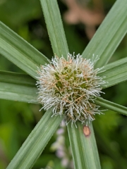 Cyperus aromaticus, photograph (c) Guillaume Delaitre, some rights reserved (CC BY)