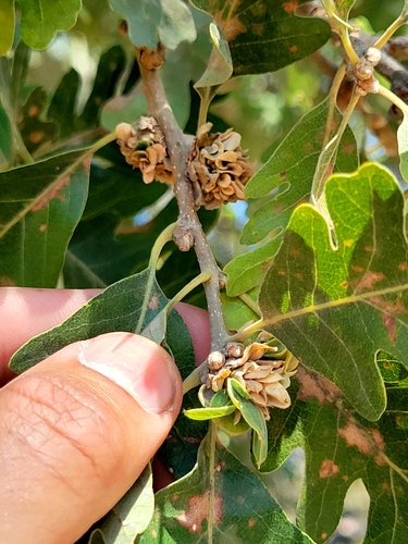 iNaturalist observation photo of Rosette-Gall Wasp