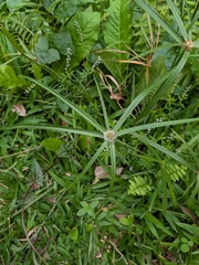 Cyperus aromaticus, photograph (c) Guillaume Delaitre, some rights reserved (CC BY)
