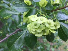 Ptelea trifoliata mollis