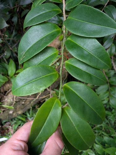 Marcgravia umbellata, photograph 4