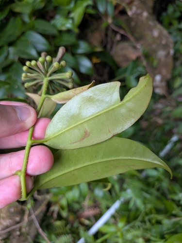Marcgravia umbellata, photograph 5