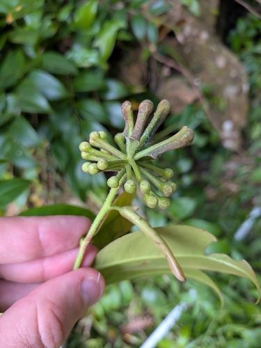 Marcgravia umbellata, photograph 6