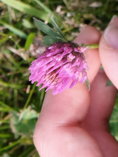 Red Clover