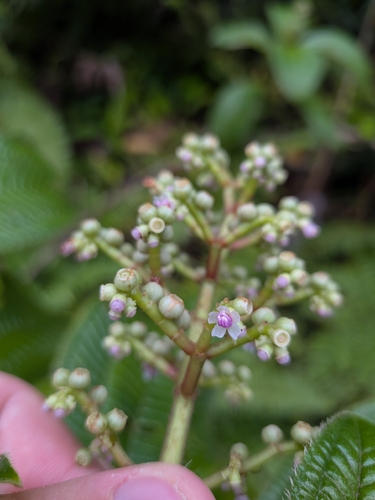 Miconia racemosa, photograph 2