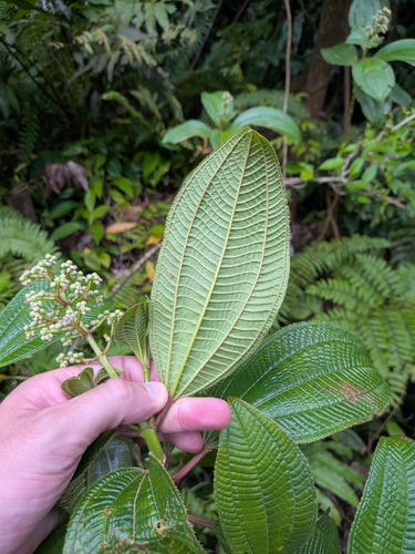 Miconia racemosa, photograph 3