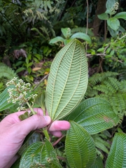 Miconia racemosa, photograph (c) Guillaume Delaitre, some rights reserved (CC BY)