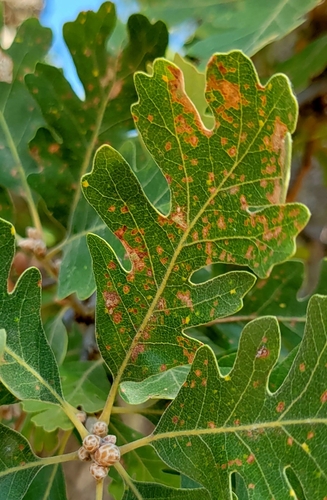 iNaturalist observation photo of Jumping Gall Wasp