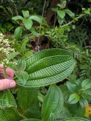 Miconia racemosa, photograph (c) Guillaume Delaitre, some rights reserved (CC BY)