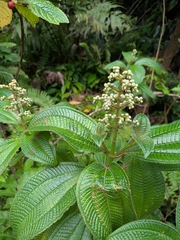 Miconia racemosa, photograph (c) Guillaume Delaitre, some rights reserved (CC BY)