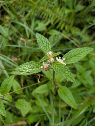 Hyptis atrorubens