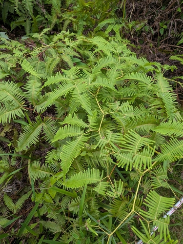 Gleichenella pectinata, photograph 2