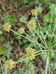 Lomatium multifidum
