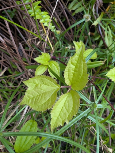 Clematis dioica, photograph 4