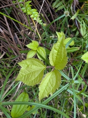 Clematis dioica, photograph (c) Guillaume Delaitre, some rights reserved (CC BY)