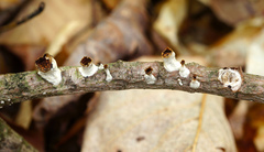 Scytinostroma artocreas