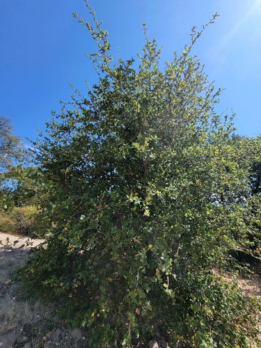 iNaturalist observation photo of coast live oak