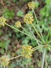 Lomatium multifidum