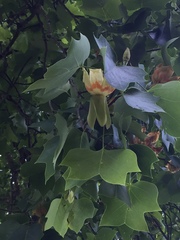 Liriodendron tulipifera