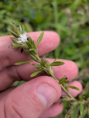 Pseudelephantopus spicatus