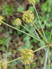 Lomatium multifidum