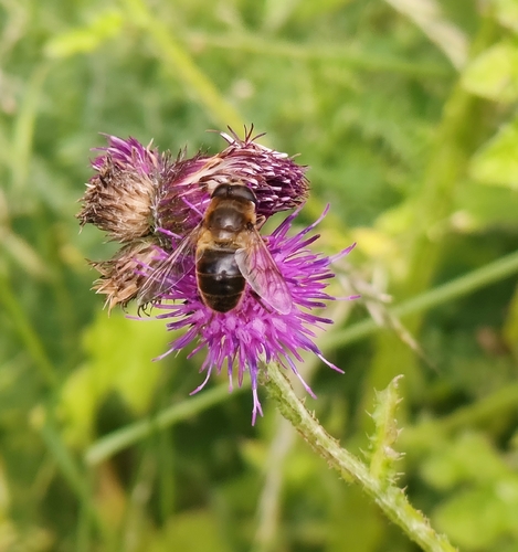 Common Drone Fly