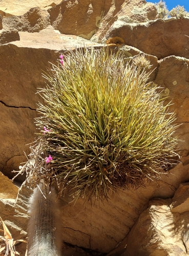 Tillandsia argentina, photograph 1