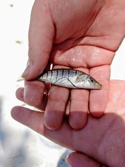 Fundulus similis