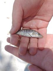 Fundulus similis