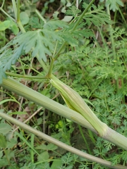 Lomatium multifidum