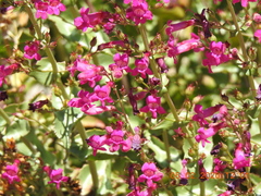 Penstemon clevelandii