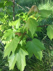 Acer rubrum