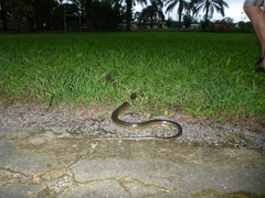 Chironius carinatus
