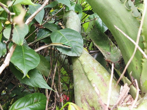 Mexican Parrot Snake
