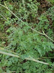 Lomatium multifidum